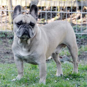 Hallo ihr Lieben, habe gerade Eure neue Homepage besucht und muss sagen: "Habt Ihr schick gemacht !". Uns und unserem Rudel gehts gut und wir haben einen Neuzugang !!! Eine kleine mini Bullterrier Hündin namens Irma stellt unser Leben auf den Kopf . Unserem Caspar geht´s auch gut und er genießt sein Rentnerleben zusammen mit seinen Kumpel Buddy und Fredi. Ich schicke Euch mal ein paar Bilder lG , Frauke und Familie