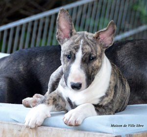 Hallo ihr Lieben, habe gerade Eure neue Homepage besucht und muss sagen: "Habt Ihr schick gemacht !". Uns und unserem Rudel gehts gut und wir haben einen Neuzugang !!! Eine kleine mini Bullterrier Hündin namens Irma stellt unser Leben auf den Kopf . Unserem Caspar geht´s auch gut und er genießt sein Rentnerleben zusammen mit seinen Kumpel Buddy und Fredi. Ich schicke Euch mal ein paar Bilder lG , Frauke und Familie