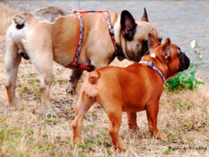 Hallo ihr Lieben, habe gerade Eure neue Homepage besucht und muss sagen: "Habt Ihr schick gemacht !". Uns und unserem Rudel gehts gut und wir haben einen Neuzugang !!! Eine kleine mini Bullterrier Hündin namens Irma stellt unser Leben auf den Kopf . Unserem Caspar geht´s auch gut und er genießt sein Rentnerleben zusammen mit seinen Kumpel Buddy und Fredi. Ich schicke Euch mal ein paar Bilder lG , Frauke und Familie