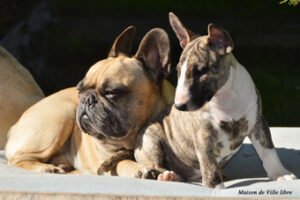 Hallo ihr Lieben, habe gerade Eure neue Homepage besucht und muss sagen: "Habt Ihr schick gemacht !". Uns und unserem Rudel gehts gut und wir haben einen Neuzugang !!! Eine kleine mini Bullterrier Hündin namens Irma stellt unser Leben auf den Kopf . Unserem Caspar geht´s auch gut und er genießt sein Rentnerleben zusammen mit seinen Kumpel Buddy und Fredi. Ich schicke Euch mal ein paar Bilder lG , Frauke und Familie