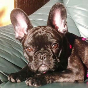 Liebe Frau Kowolik und Herr Zepplin! Vielen Dank für die Physiotherapie, sowie Hilfe und Unterstützung bei der Behandlung von Frida. Ihr geht es wieder ausgezeichnet. Wir melden uns im Januar. Nochmals vielen Dank, viele erfolgrichen Therapiestunden und Ihnen persönlich alles Gute im Neuen Jahr Familie Richmann und Frida