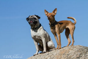 Liebe Frau Kowolik und Herr Zepplin, voller Dankbarkeit hinterlassen wir sehr gerne einen Pfotenabdruck in Ihrem Gästebuch. Zwei unserer Hunde sind bisher in Ihrer Behandlung gewesen und ihr Wohlbefinden macht uns überglücklich. Danke, dass es Sie gibt!!! Anna und Sabine mit Bambi und Jule