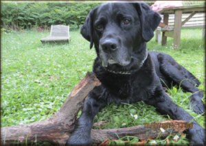 Hallo Nico, viele Urlaubsgrüße sendet Leo und mein Herrchen und Frauchen. Dank deiner hilfreichen Therapien kann ich nach herzenslust spielen, toben und im Wasser planschen.