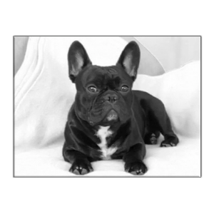 bruno1