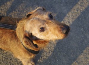 rudi